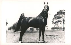 Wilson Allen, Jr., Tennessee Walking Horse Postcard