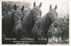Melody Maid, Pride of Memphis, The G. Man - Tennessee Walking Horses Postcard