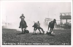 Bull Dogging at Williams Rodeo, Williams, Arizona Postcard
