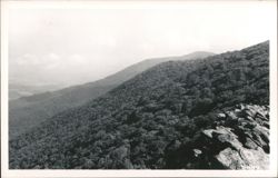 Mountainous Landscape with Dense Forest and Rocky Foreground Postcard