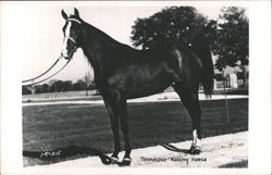 Tennessee Walking Horse Postcard