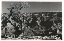 Grand Canyon View with Gnarled Tree Postcard