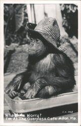 Chimpanzee in Straw Hat with 'What! Me Worry?' caption Postcard