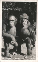 Two chimpanzees with text 'What! Us Worry?' Postcard