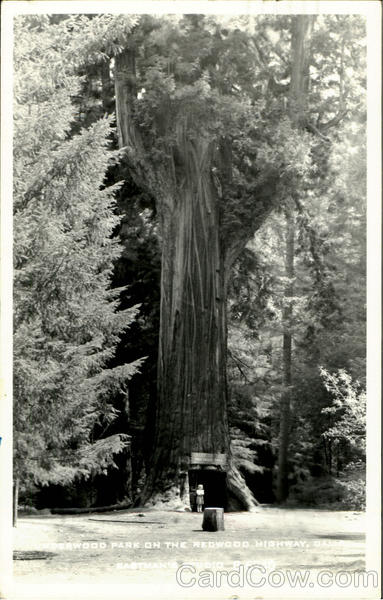 Redwood Park Redwood Highway California