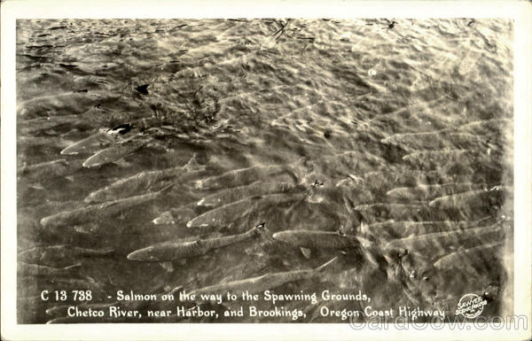 Salmon On The Way To The Spawning Grounds Brookings Oregon