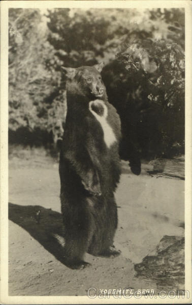 Yosemite Bear Bears