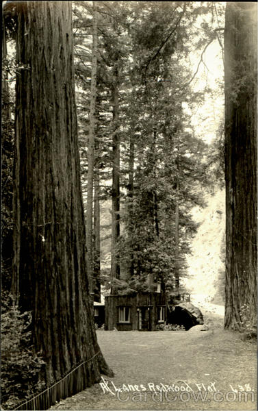 At Lanes Redwood Flat Redwoods California
