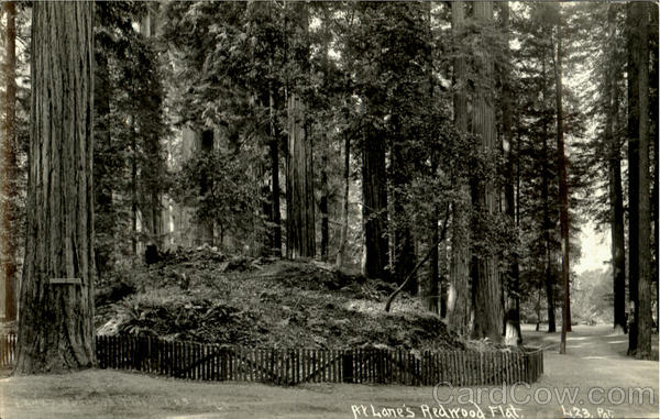 At Lane's Redwood Flat Redwood Highway California Patterson