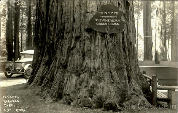 At Lane's Redwood Flat Redwood Highway California Patterson