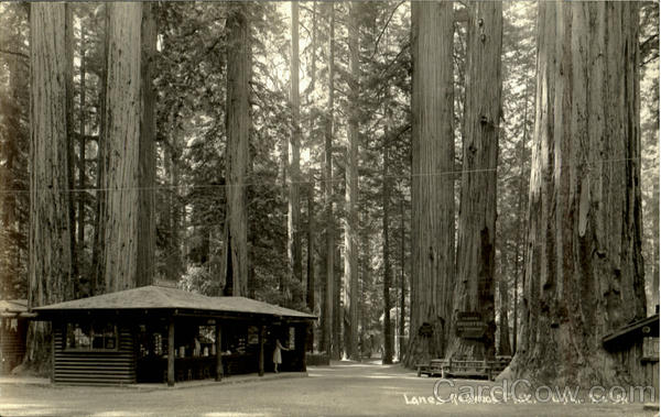 Lane's Redwood Flat Redwood Highway California Patterson