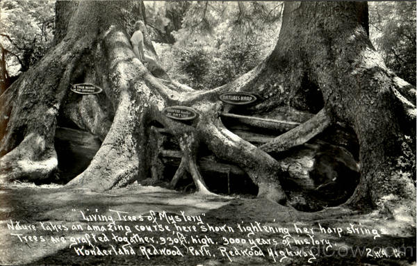 Living Trees Of Mystery Redwood Highway California