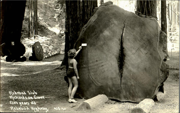 Redwood Slab, Redwood Highway California Patterson