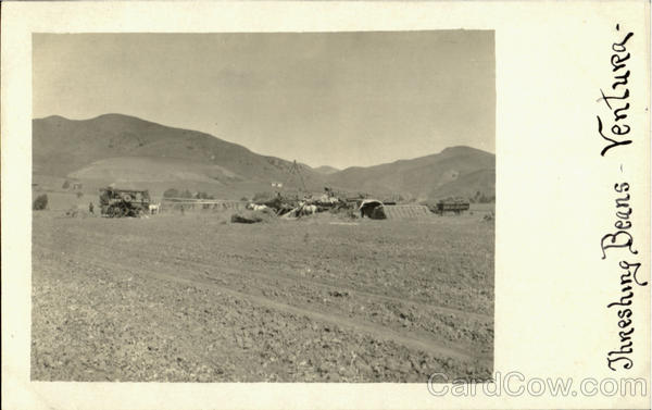 Threshing Beans Ventura California
