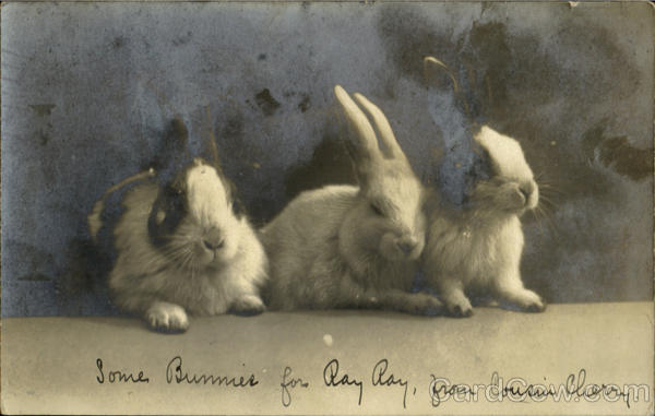 Some Bunnies