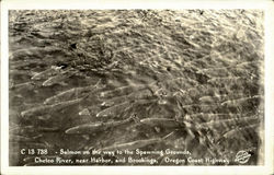 Salmon On The Way To The Spawning Grounds Postcard