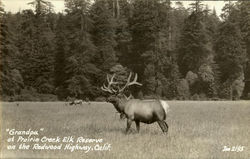 Grandpa Elk Redwood Highway, CA Postcard Postcard