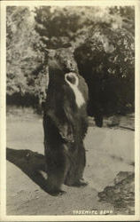 Yosemite Bear Postcard