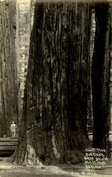 Giant Tree, Bull Creek Redwoods, CA Postcard Postcard