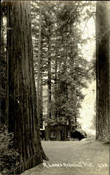 At Lanes Redwood Flat Postcard