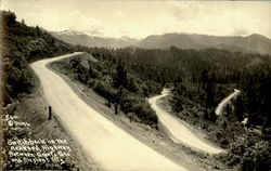 Switchback On The Redwood Highway Postcard