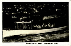 Flying Fish At Night Postcard