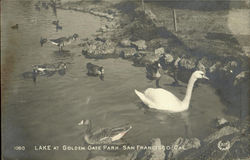 Lake At Golden Gate Park Postcard