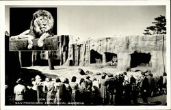 Lion Grotto, San Francisco Zoological Gardens Postcard