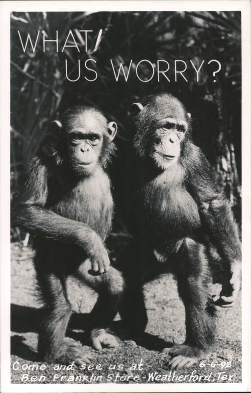 WHAT! US WORRY? Chimpanzees at Ben Franklin store, Weatherford, TX Texas