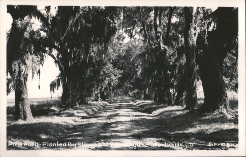 Pine Alley - Planted By Slaves 1803-1806 Saint Martinville Louisiana