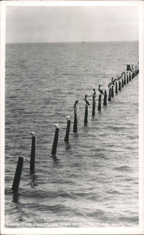 Room for One More Bird at Biloxi Mississippi