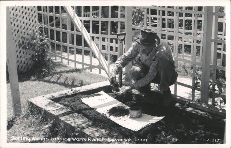Sorting Worms Hughes Worm Ranch Savannah Tennessee