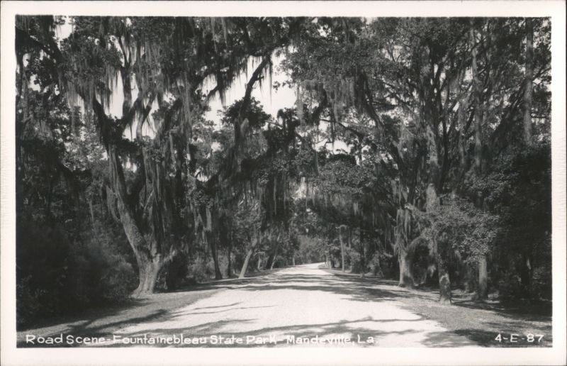 Road Scene - Fontainebleau State Park with Spanish Moss draped trees Mandeville Louisiana