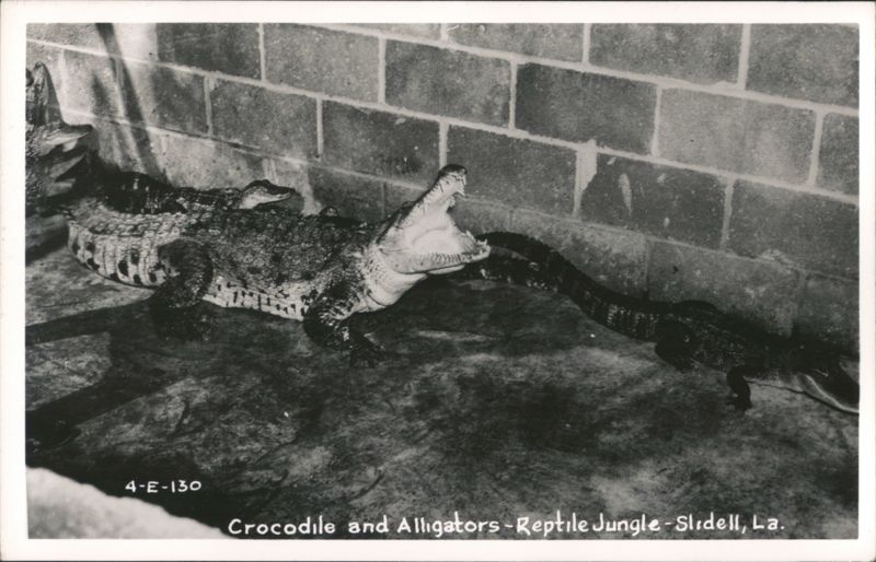 Crocodile and Alligators - Reptile Jungle Slidell Louisiana
