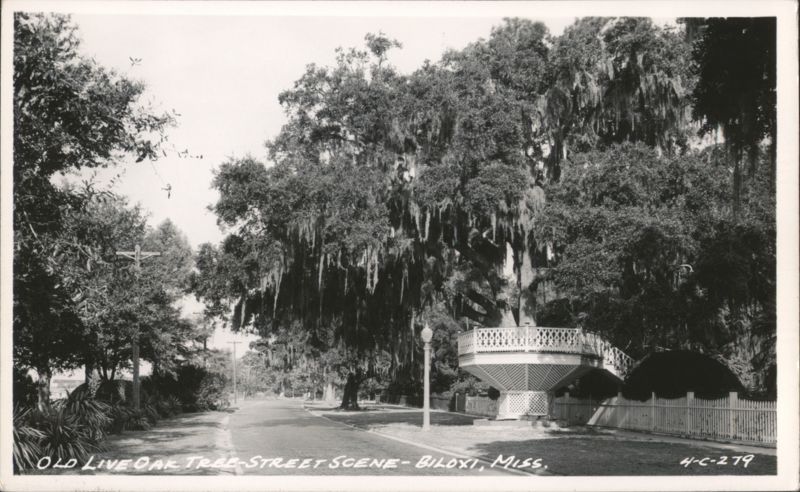 Old Live Oak Tree Street Scene Biloxi Mississippi