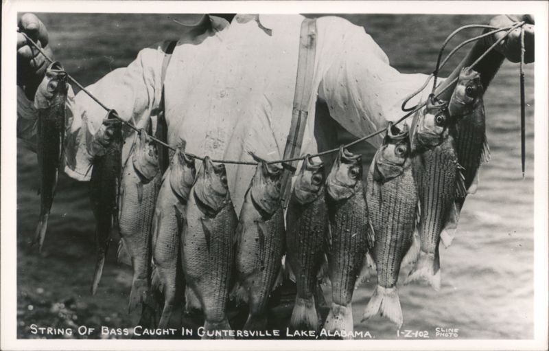 String of Bass Caught in Guntersville Lake Alabama