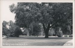 Scenic View of Brookgreen Gardens with Moss-Draped Trees Postcard