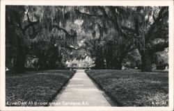 Live Oak Trees Draped in Spanish Moss at Brookgreen Gardens Postcard