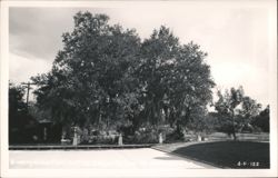 Evangeline Oak On The Bayou Teche, St. Martinville Postcard