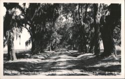 Pine Alley - Planted By Slaves 1803-1806 Postcard