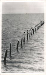 Room for One More Bird at Biloxi Postcard