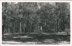 The Hornets' Nest - Shiloh National Military Park Postcard