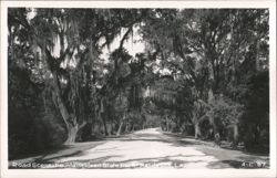 Road Scene - Fontainebleau State Park with Spanish Moss draped trees Postcard