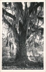 Evangeline Oak On The Bayou Teche, St. Martinville Postcard
