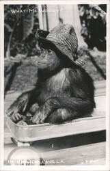 WHAT-ME WORRY? Chimpanzee in Straw Hat Postcard