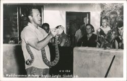 Rattlesnake Milking at Reptile Jungle, Slidell, LA Postcard