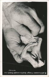 Rattlesnake Fangs - Reptile Jungle Postcard