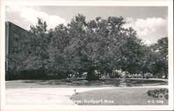 Friendship Oak at Gulf Park College Postcard