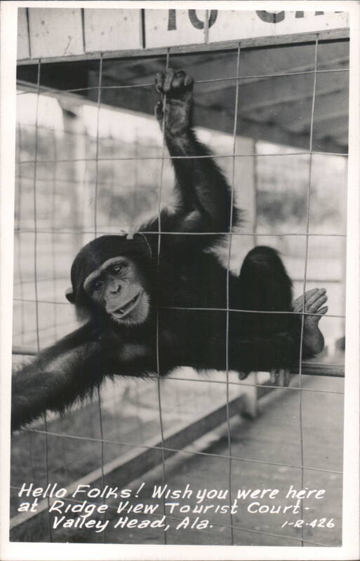 Chimpanzee at Ridge View Tourist Court, Valley Head, Alabama