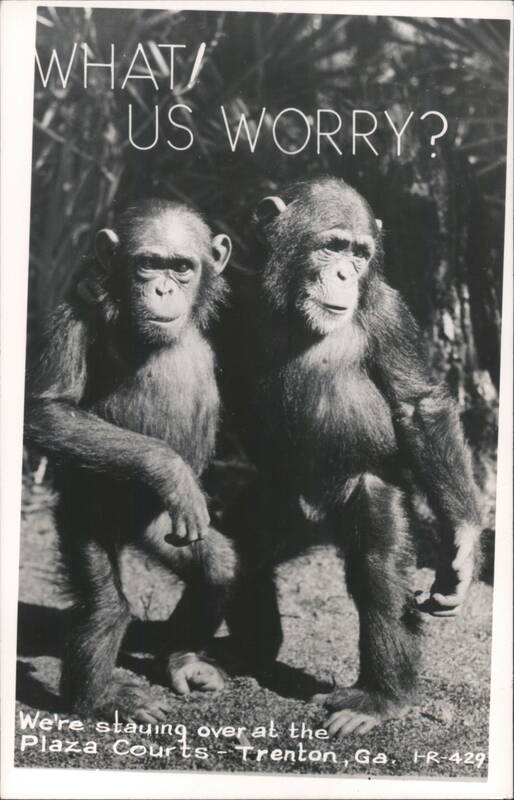 Two Chimpanzees with 'WHAT! US WORRY?' caption Trenton Georgia